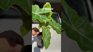 alocasia sanderiana alocasia under the sunshine houseplant [upl. by Holbrook]