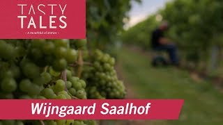 WIJNGAARD SAALHOF Wognum • Dutch winery in the polder • Tasty Tales [upl. by Annais536]