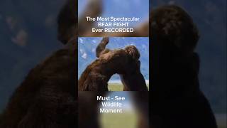 The Most Spectacular BEAR FIGHT Ever RECORDED Wildlife Must See [upl. by Daron]