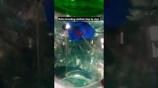 Betta breeding method step by step part1 bettafishtank fishtanksetup betta [upl. by Astiram]