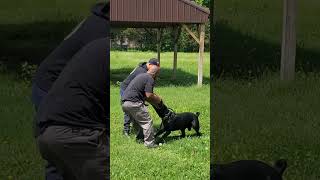 CANE CORSO ONYX VICIOUSLY MAULS A MAN 😱😱😱 MUST SEE [upl. by Johna805]