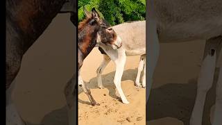 animals donkey funnyanimal funnydonkey [upl. by Aicitel]