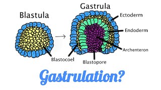 What is Gastrulation II How gastrulation occurs in Amphibians Mammals Birds Reptiles [upl. by Rosco]