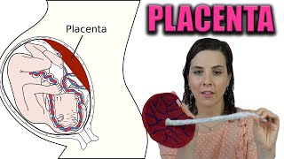 PLACENTA  todo lo que tienes que saber Anatomía y funciones de la placenta [upl. by Airlie964]