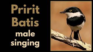 PRIRIT BATIS male singing its descending song [upl. by Ericksen]