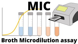 Broth Microdilution assay  How to determine the MIC Minimum Inhibitory Concentration [upl. by Meda]