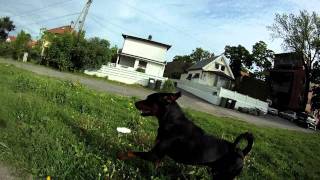 RottweilerDobermann mix running [upl. by Saundra98]