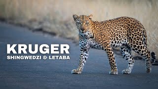 Kruger National Park  EPIC WILDLIFE At Shingwedzi amp Letaba [upl. by Ener56]