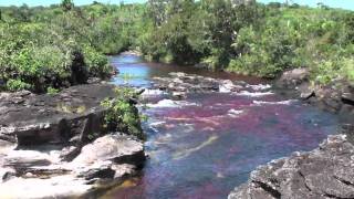 Caño Cristales ⎯ El río de los cinco colores [upl. by Iur955]