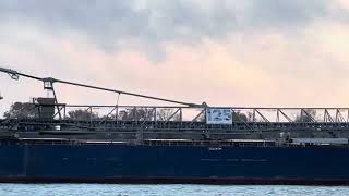 Algoma Bear in Detroit River [upl. by Llimaj]