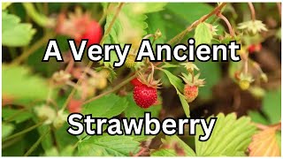 Wild Strawberry or Fragaria virginiana  How To Identify amp Fun Facts  Wild Edibles Season 2 [upl. by Burkle58]