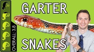 Garter Snake The Best Pet Snake [upl. by Cates819]