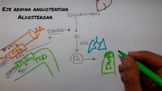 FISIOLOGÍA DEL SISTEMA RENINA ANGIOTENSINA ALDOSTERONA  Fácil y Practico 2018 [upl. by Niki]