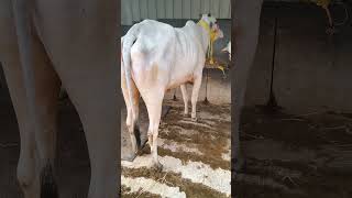 Ongole cow for sale  7013995429 [upl. by Warren805]