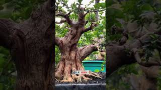 SANCANG PROSES PERCABANGAN bonsai bonsaisancang bonsaitree shorts trending shortvideo [upl. by Eliath]