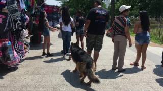 1Year Old German Shepherd Foster High Distraction German Shepherd Dog Training [upl. by Simaj411]