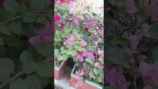 Beautiful Bougainvillea Flower bougainvilleaflower my garden youtubeshortsviralshortbougainvill [upl. by Irwin495]