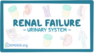 Pathology of Acute Renal Failure Pathoma Lectures word by word explained [upl. by Caroline]