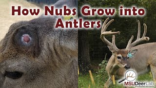 From Nubs To Growing Antlers An Incredible Process [upl. by Erlinna680]