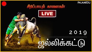 Palamedu Jallikattu 2019  Madurai [upl. by Sumaes]