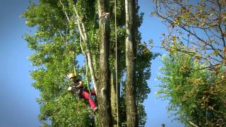 Abbattimento in tree climbing [upl. by Aylatan]