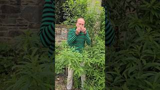 Lemon Verbena aloysia citrodora herbs ediblegarden adventure permaculture gardening explore [upl. by Aynek]