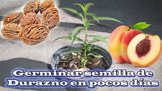 Germinar semilla de Durazno en pocos días en casa [upl. by Tito]