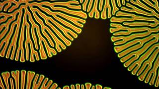 Fingerprint texture in chiral nematic liquid crystal [upl. by Yeliac236]