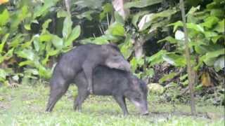 Pecari mating Madidi National Park Bolivia [upl. by Yrehcaz]