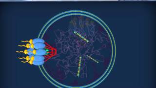 RNA  Citoplasmatici  mRNA tRNA rRNA [upl. by Alton421]