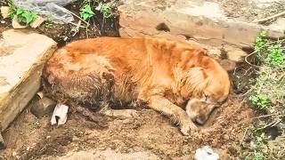 Elderly stray dog who had given up on life found love and happiness in its final three years [upl. by Sib]