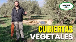 Cómo Manejar las Cubiertas Vegetales Vivas y sus Beneficios [upl. by Aeduj804]