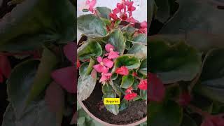 Grow Begonia Plant by Cutting  Begonia के पौधे की care कैसे करें [upl. by Ahsyt645]