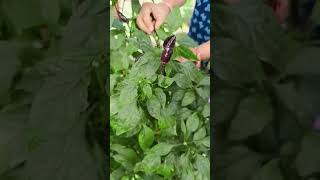 Chilli ka plant agriculture ytshortsindia shorts [upl. by Hilliary]