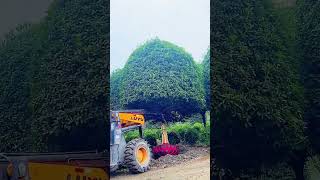 The process of digging ornamental trees by machine [upl. by Recor318]