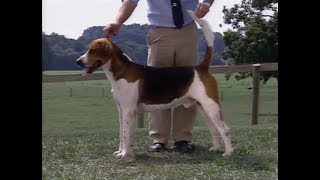 English Foxhound  Foxhound Inglés  イングリッシュ・フォックスハウンド  AKC Dog breed series [upl. by Jaal]