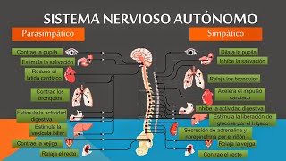 Sistema nervioso simpático y parasimpático [upl. by Anauq]