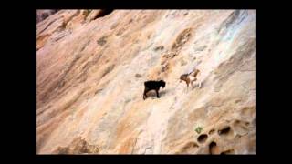 Cabras peleando por la hembra en Peñitas Fuerteventura [upl. by Ordnajela996]