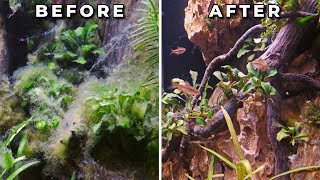 How to Use Hydrogen Peroxide to Save Plants from a Tank Overrun by Algae [upl. by Ahsemad]