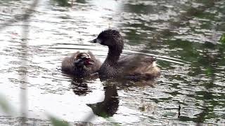 Piedbilled Grebe and begging chick [upl. by Ientirb707]