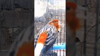 تغريدكناري هائج Canary singing  Chant des Canaries تغريدالكناري Canary [upl. by Yessak]