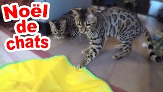 VLOG  Nos CHATS ouvrent leurs CADEAUX de Noël  JOUET COLLIERS et DVD pour chats [upl. by Carrol]