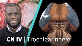 Anatomy Dissected Cranial Nerve IV trochlear nerve [upl. by Ethbun603]