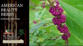 American Beauty Berry Callicarpa americana [upl. by Vinay103]