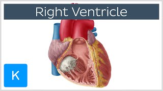 Right Ventricle  Function Definition and Anatomy  Human Anatomy  Kenhub [upl. by Rollet]