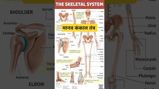 skeletal system मानव कंकाल तंत्र skeleton system of human bodyshorts ytshorts ytshort [upl. by Hiroshi]