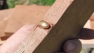 Sapele vs 9mm Bullet Hardness Test [upl. by Clarkson]