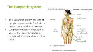 The lymphatic system [upl. by Schilit]