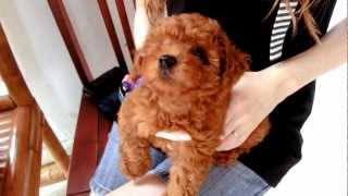 Amber Toy Poodle First Meet [upl. by Ahsenad]