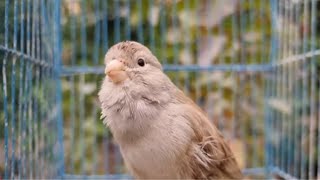 Canary singing  video to training canaries [upl. by Grosz]